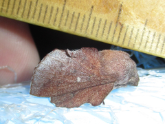 Phyllodesma occidentis