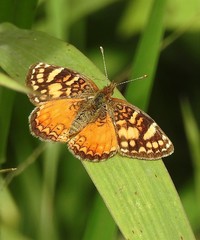 Tegosa orobia ursula