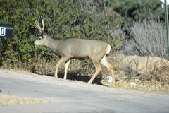 Odocoileus hemionus