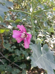 Malva assurgentiflora