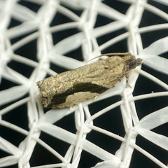 Statherotis pendulata