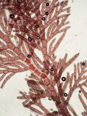 Callithamnion biseriatum