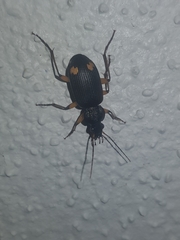 Chlaenius flaviguttatus