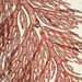 True Red Algae - Photo (c) Brenna Green, some rights reserved (CC BY-NC-ND), uploaded by Brenna Green
