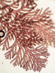 Callithamnion biseriatum