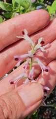 Fumaria atlantica