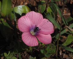 Linum pubescens