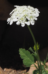 Tordylium trachycarpum