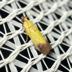 Nephopterix chryserythra