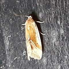 Micrathetis dasarada