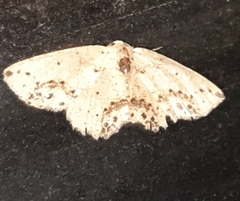 Isochromodes bellona