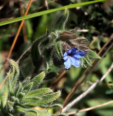 Alkanna strigosa