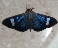Erilusa leucoplagalis
