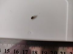 Pseudeuophrys lanigera