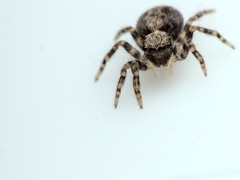 Pseudeuophrys lanigera