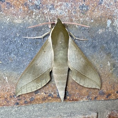 Theretra indistincta