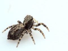 Pseudeuophrys lanigera