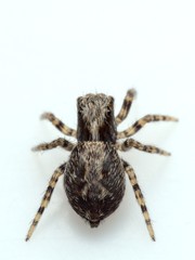 Pseudeuophrys lanigera