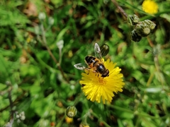 Eristalis similis