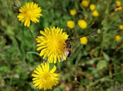 Eristalis similis