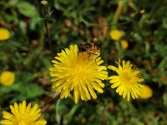 Eristalis similis