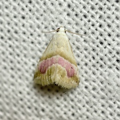 Eublemma roseana
