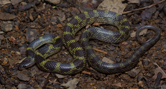 Lycodon travancoricus