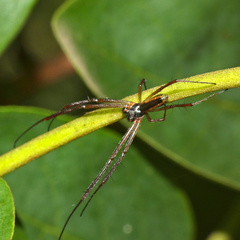 Araneidae