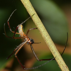 Araneidae
