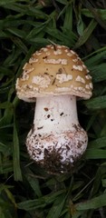 Amanita rubescens rubescens