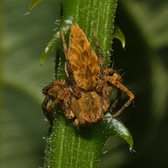 Oxyopes