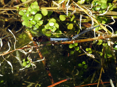 Erythrodiplax atroterminata