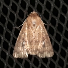 Condicinae
