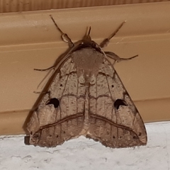 Goniocarsia