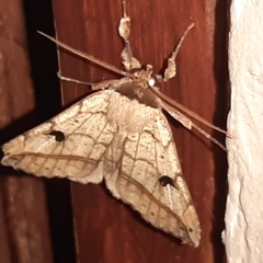 Goniocarsia