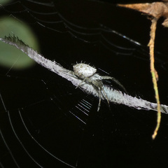 Araneae