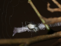 Araneae