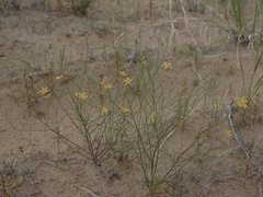 Linum aristatum