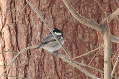 Periparus ater