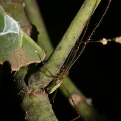 Leucauge
