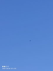 Accipiter nisus