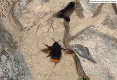 Bombus ignitus