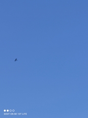 Accipiter nisus