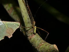 Leucauge