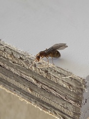 Prenolepis