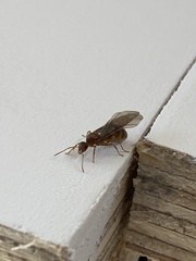 Prenolepis