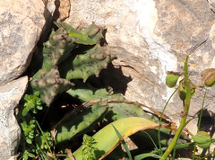 Apteranthes europaea judaica