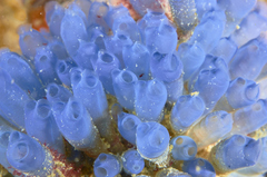 Rhopalaea