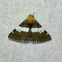 Buzara latizona