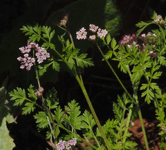 Chaetosciadium trichospermum